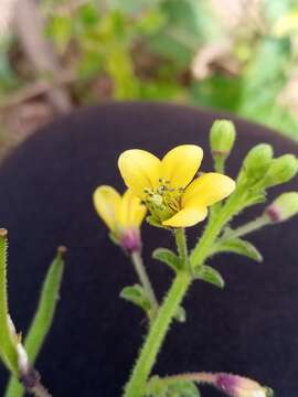 Image of Sieruela strigosa (Bojer) Roalson & J. C. Hall