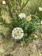 Image of Pimelea treyvaudii F. Müll. ex Ewart & Rees