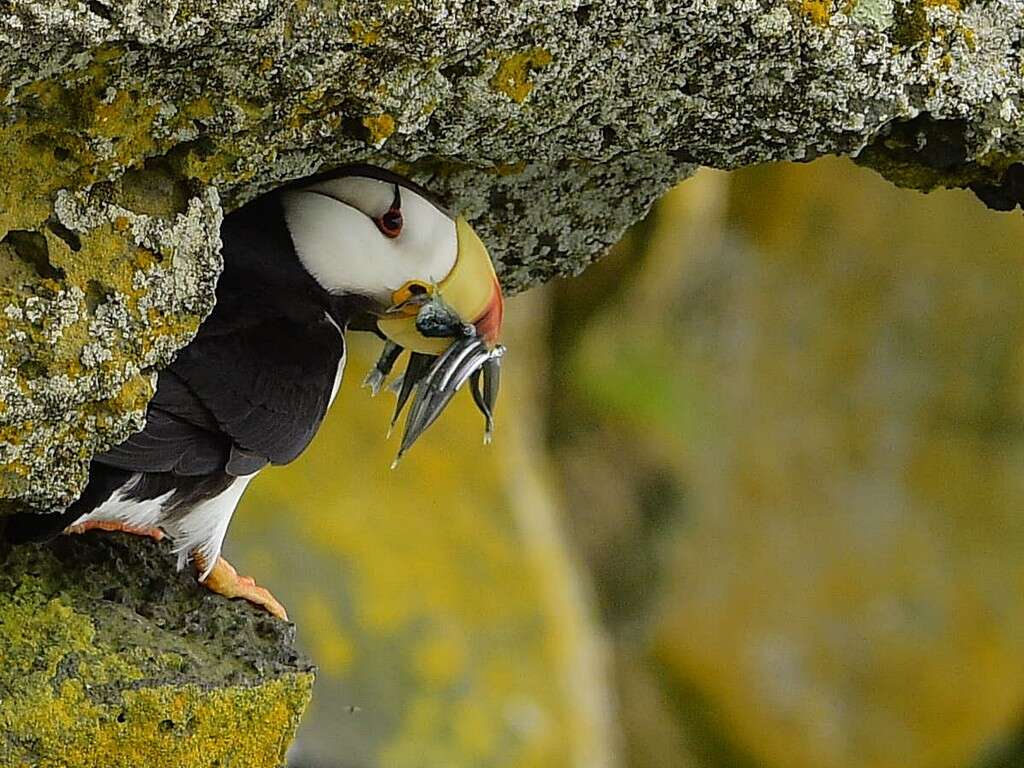 Image of Horned Puffin