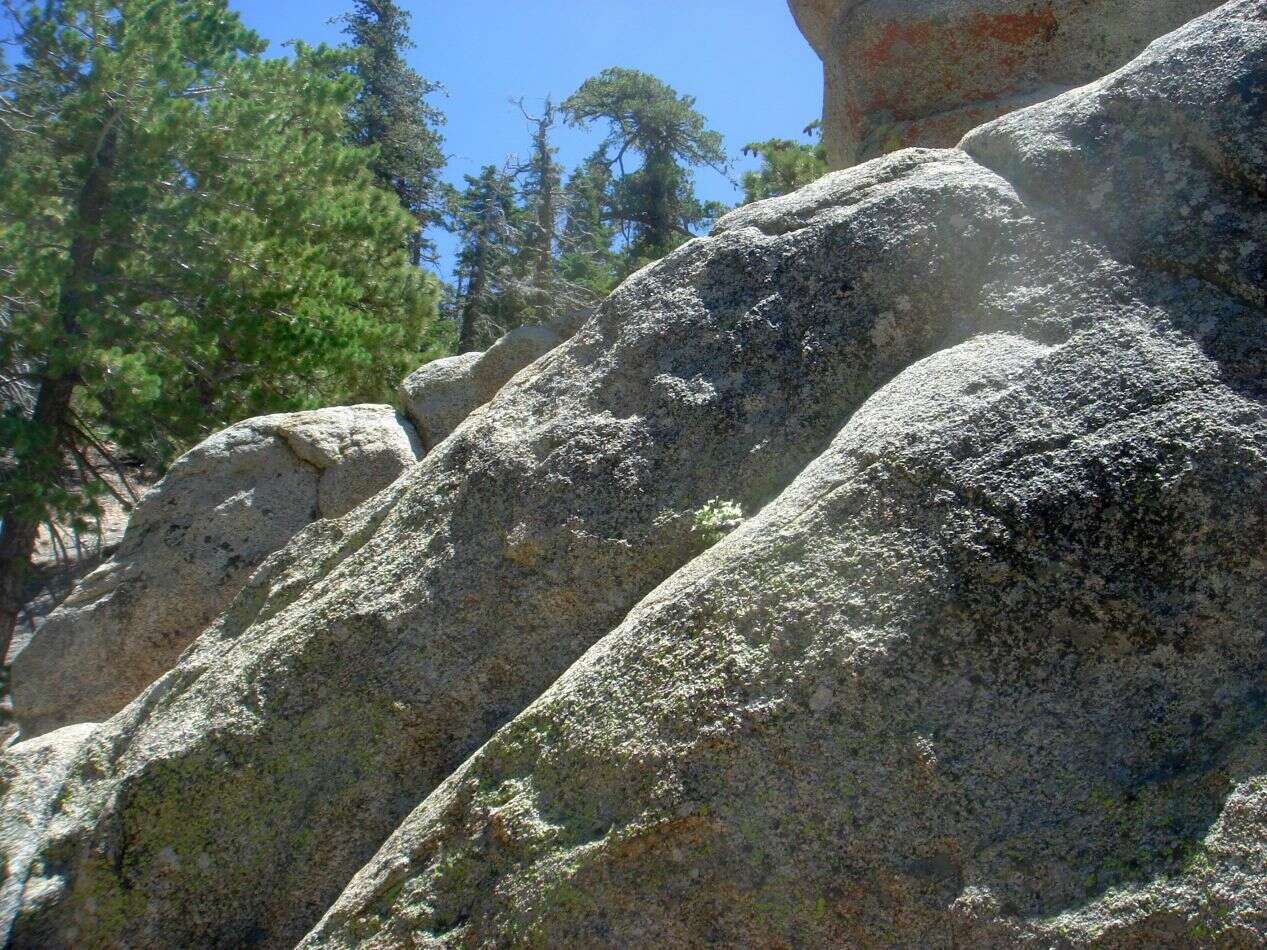 Image of San Jacinto prickly phlox