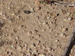 Image of Small Checkered Skipper