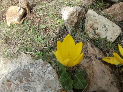 Image de Sternbergia clusiana (Ker Gawl.) Ker Gawl. ex Spreng.