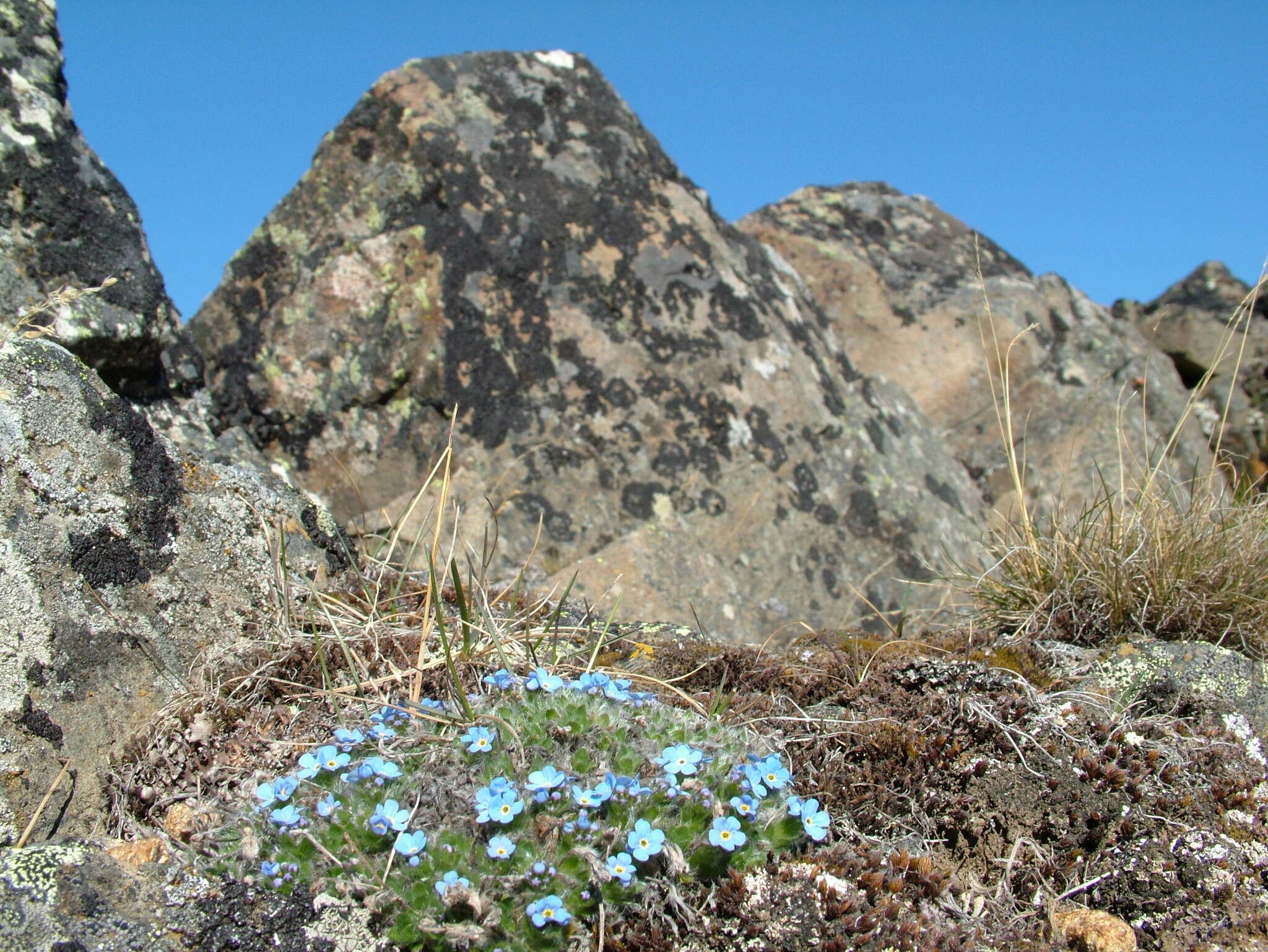 Image de Eritrichium villosum subsp. pulvinatum V. V. Petrovskii