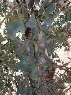 Image of bluegreen saltbush