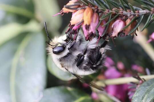 Слика од Anthophora pacifica Cresson 1879