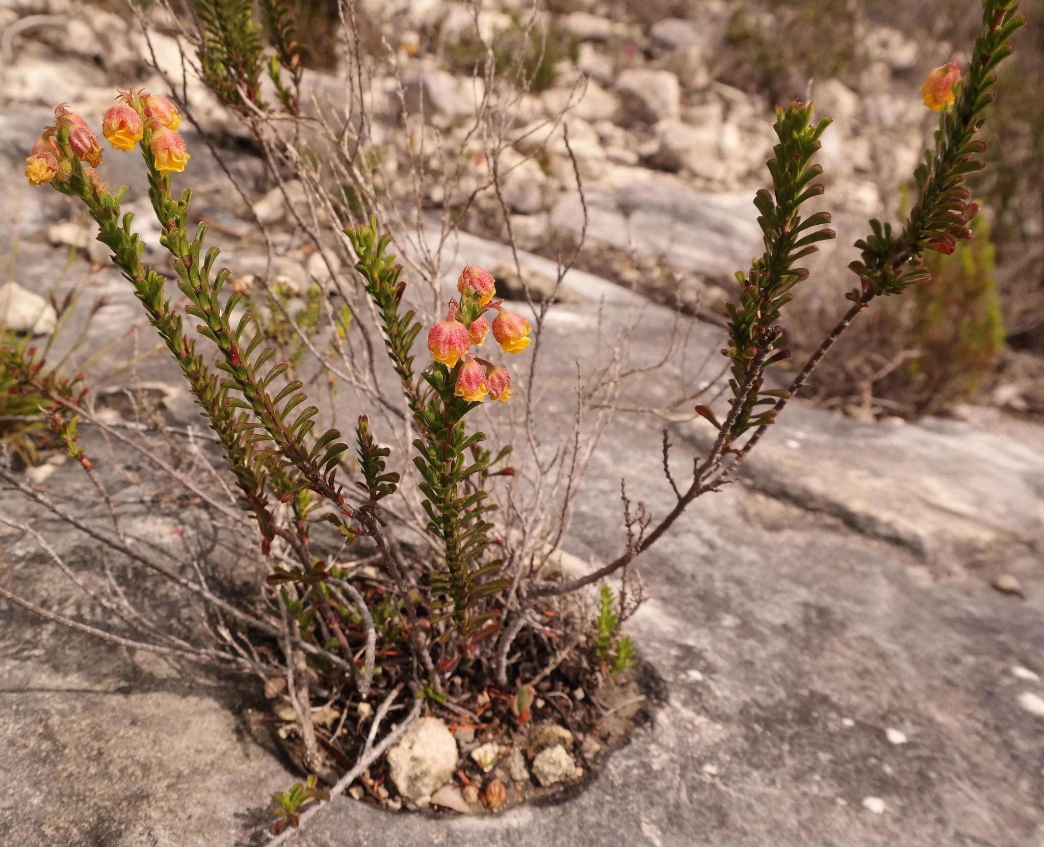 Image of Hermannia concinnifolia Verdoorn