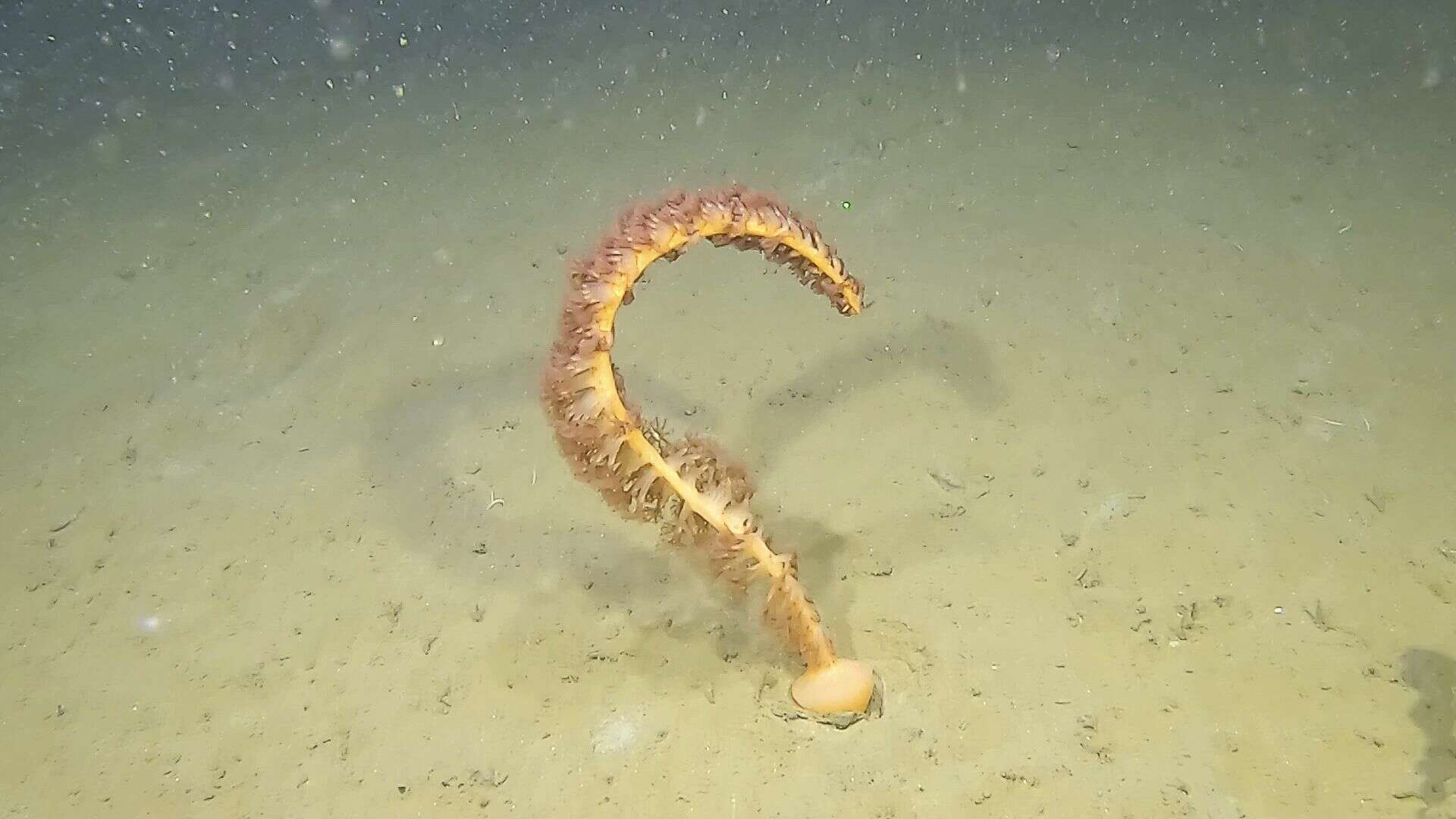 Image of full-flowered sea pen