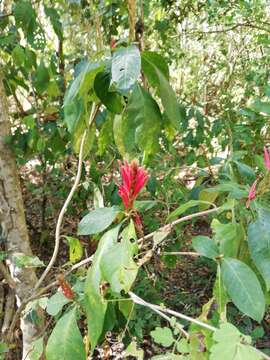 Image de Aphelandra scabra (Vahl) Sm.