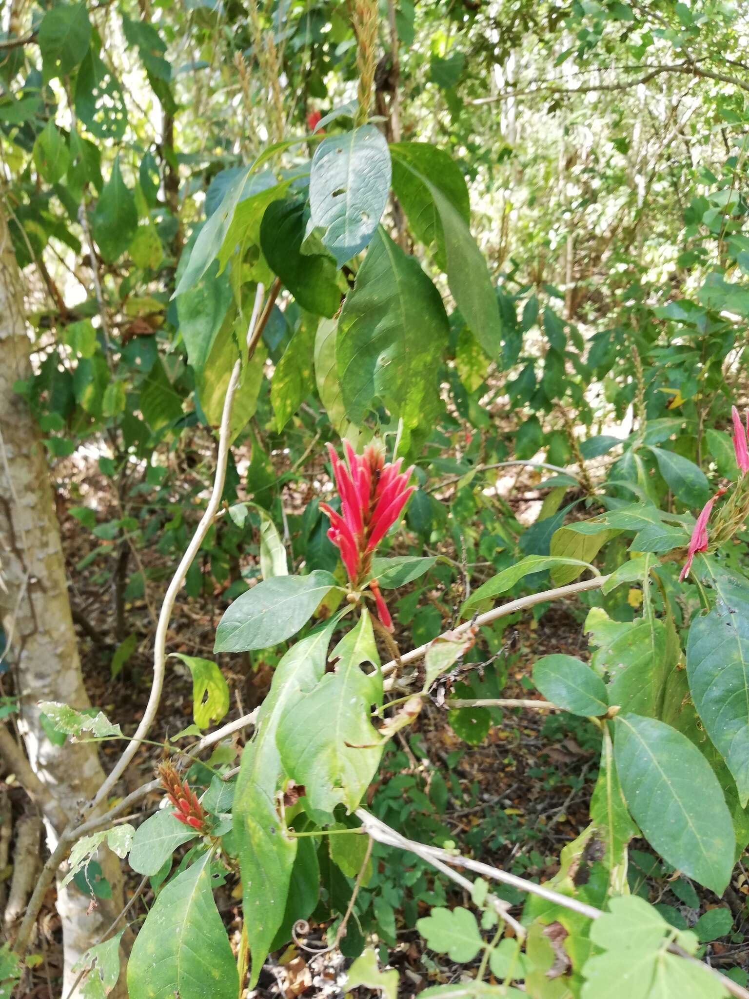 Image de Aphelandra scabra (Vahl) Sm.