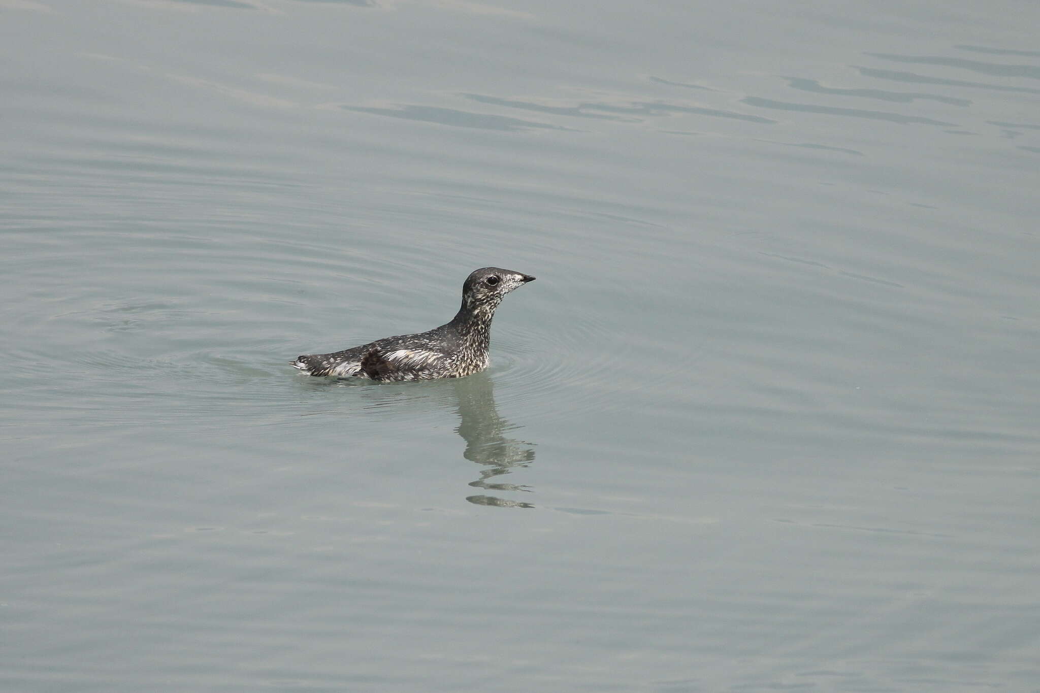 Image of Brachyramphus Brandt & JF 1837