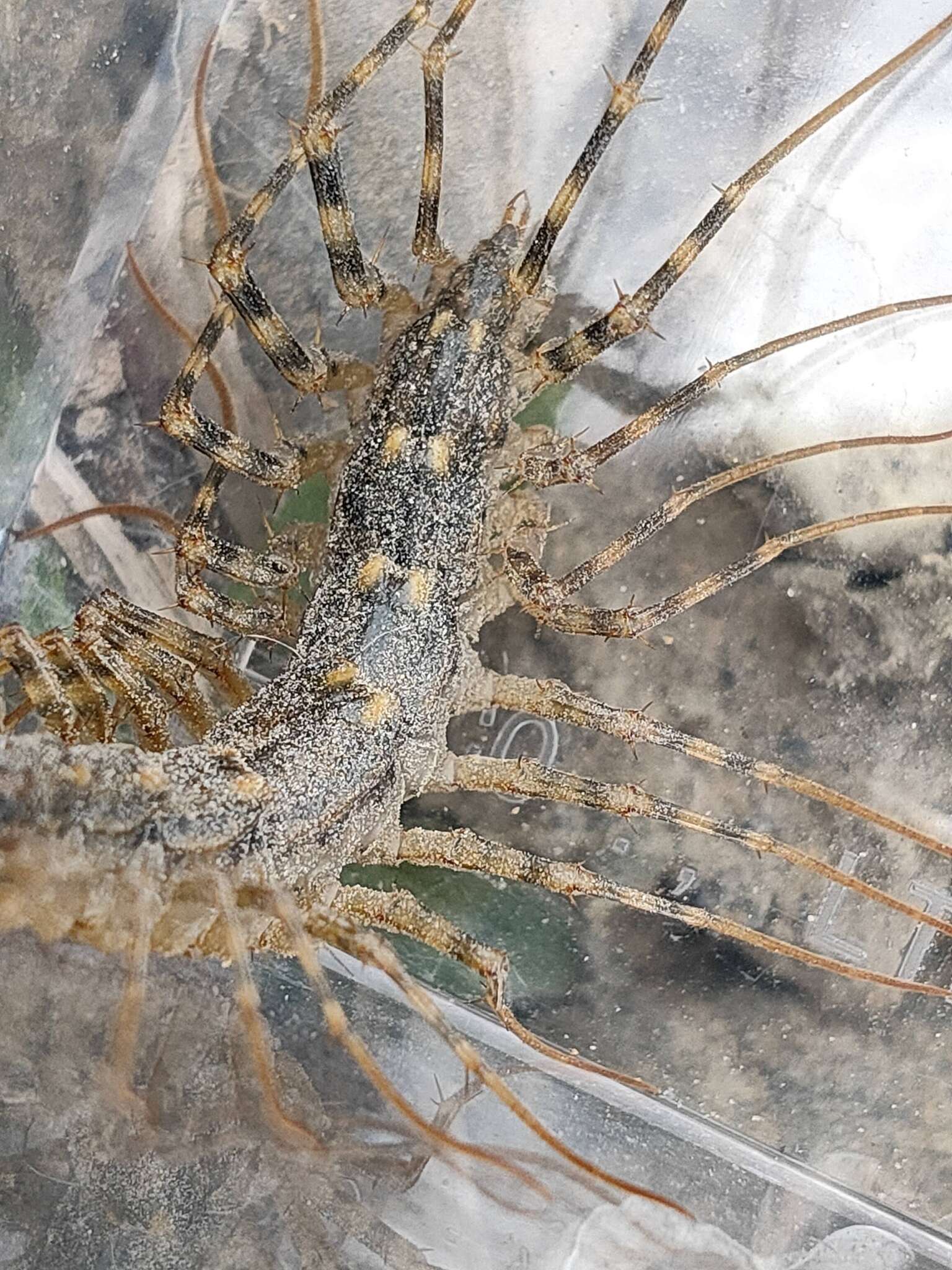 Image of Japanese House Centipede