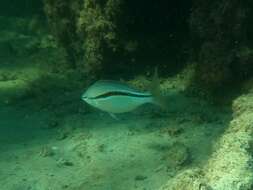 Image of Black stripe butterfish