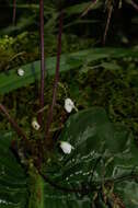 Image of Streptocarpus micranthus C. B. Clarke