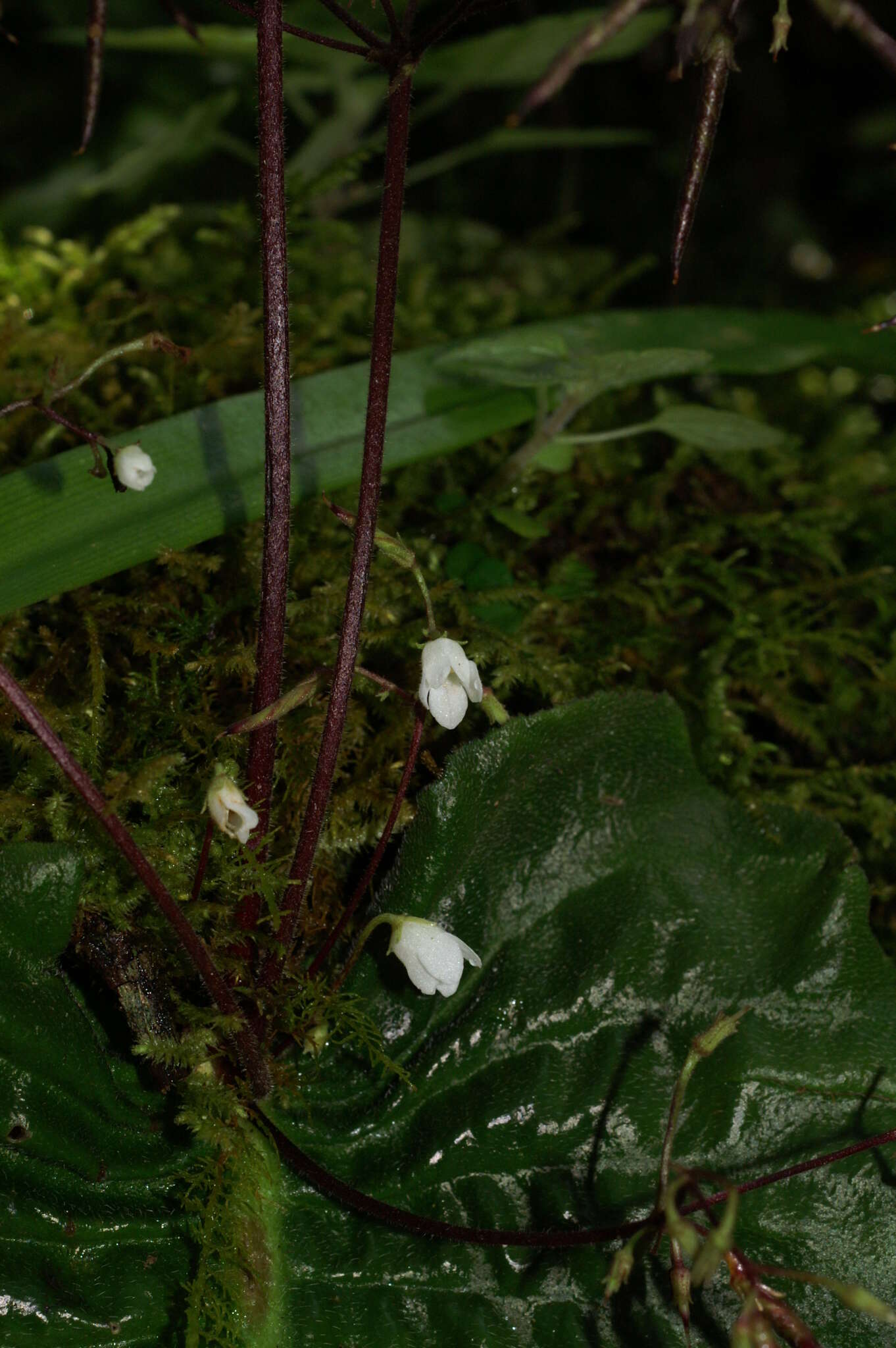 Image of Streptocarpus micranthus C. B. Clarke