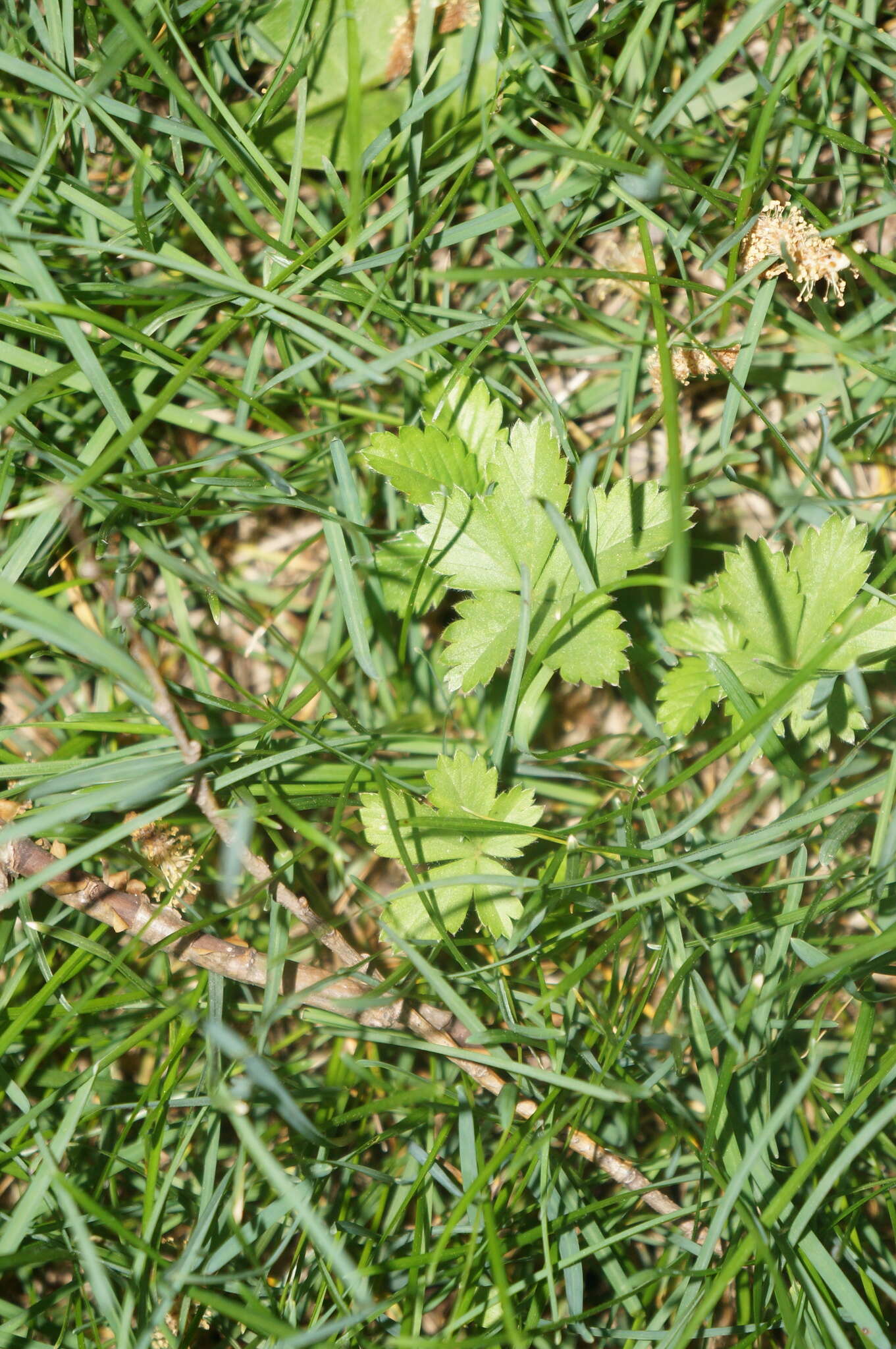 Image of dwarf cinquefoil