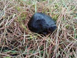 Image of Bornean River Turtle