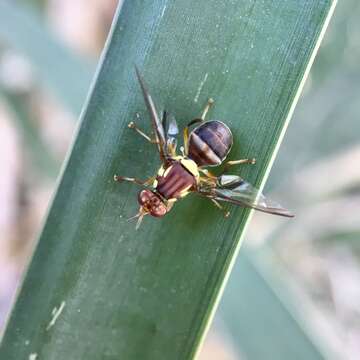 Слика од Bactrocera tryoni (Froggatt 1897)