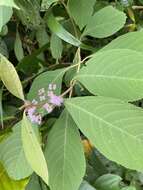 Sivun Callicarpa longifolia Lam. kuva