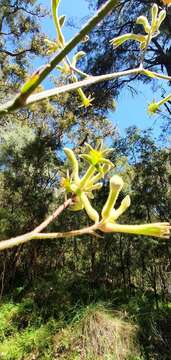 Image of Anigozanthos flavidus Redouté