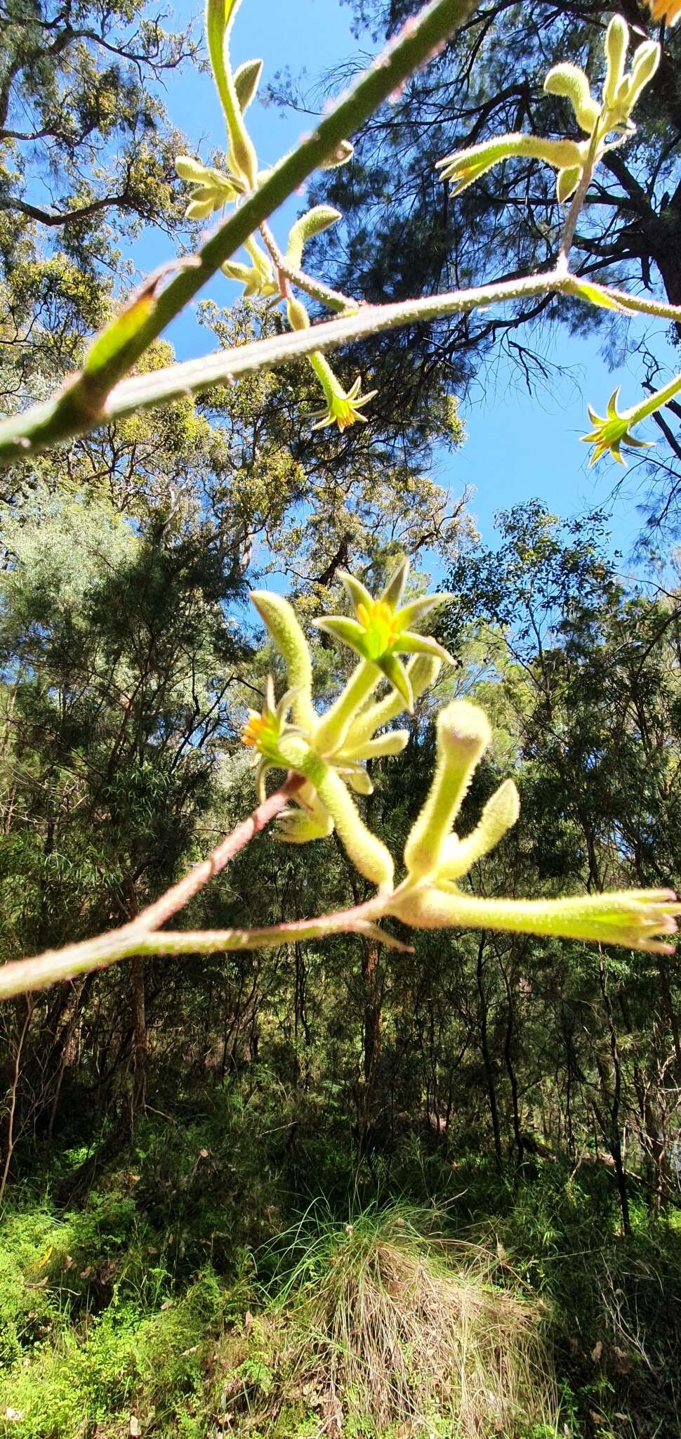 Image of Anigozanthos flavidus Redouté