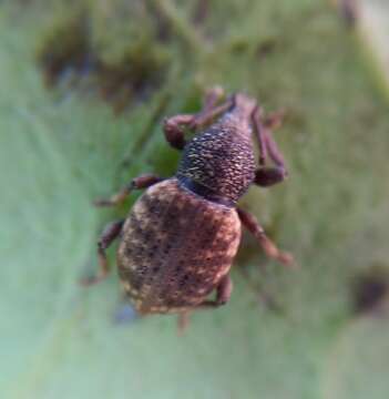 Image of Weevil