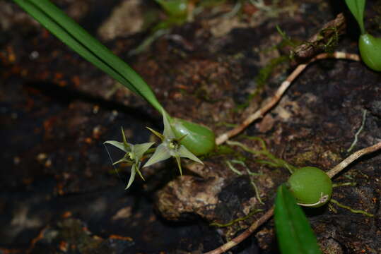 Image of Bulbophyllum bifurcatoflorens (Fukuy.) J. J. Verm., Schuit. & de Vogel