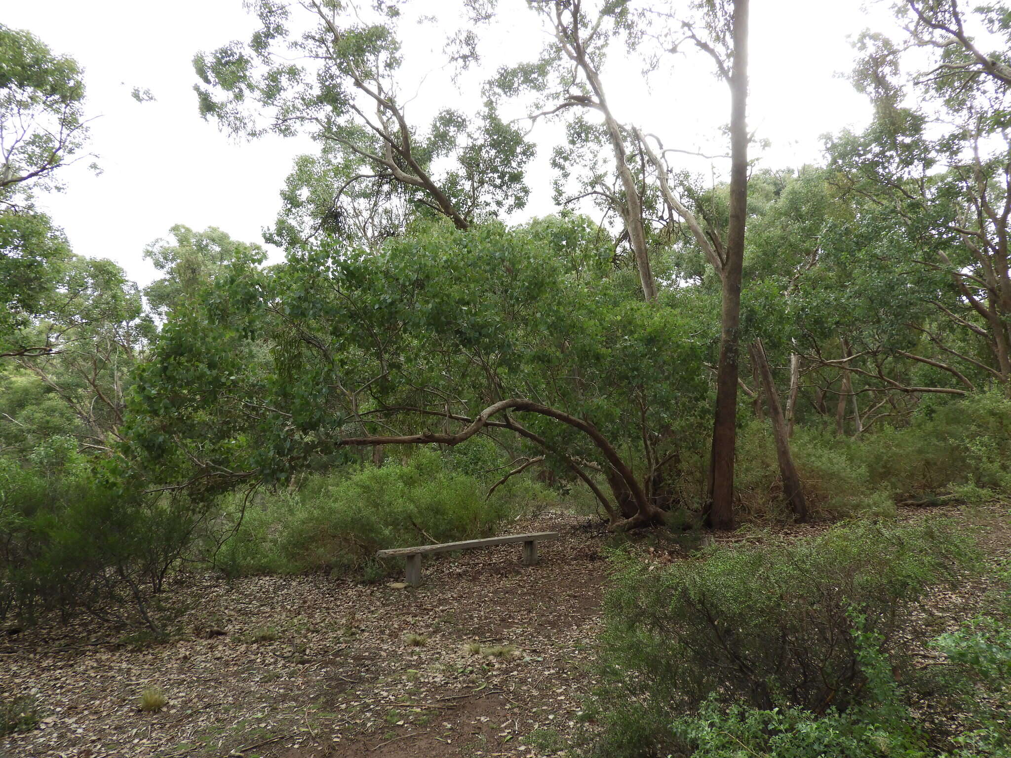 Image of Eucalyptus baueriana subsp. thalassina Rule