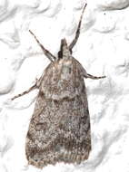 Image of Scoparia manifestella Herrich-Schäffer