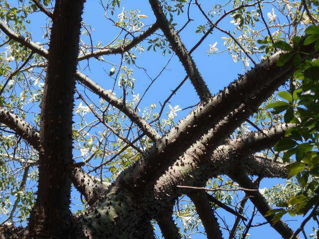 Image of Ceiba chodatii (Hassl.) P. Ravenna