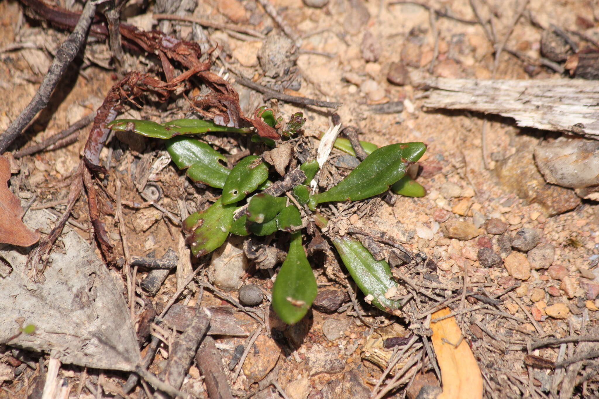 Image of Goodenia blackiana R. C. Carolin