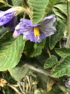 Image of Solanum glutinosum Dun.