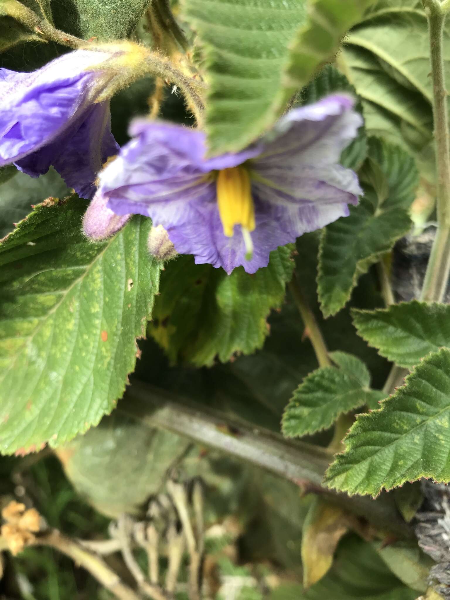 Image of Solanum glutinosum Dun.