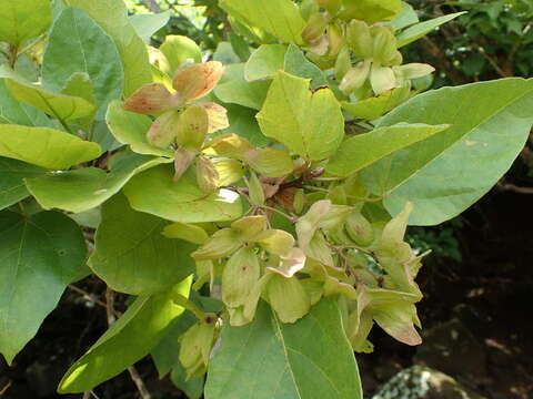 Image of Berrya africana (Mast.) Kosterm.