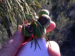 Image of Santalum murrayanum (T. Mitch.) C. Gardner