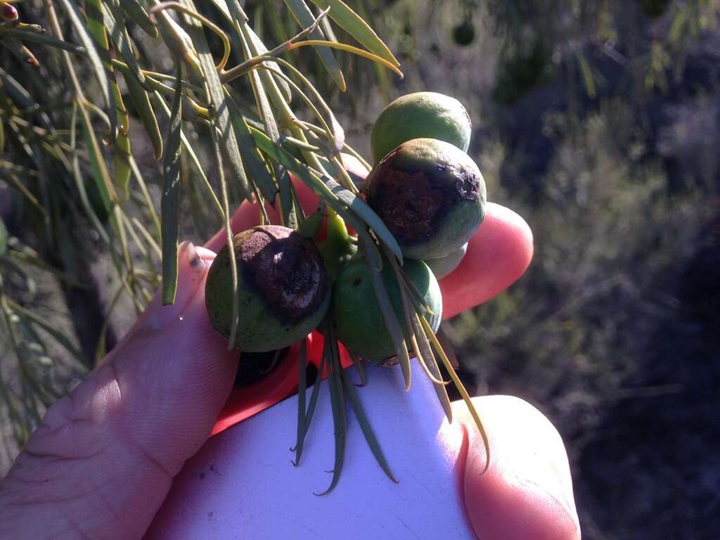 Image of Santalum murrayanum (T. Mitch.) C. Gardner