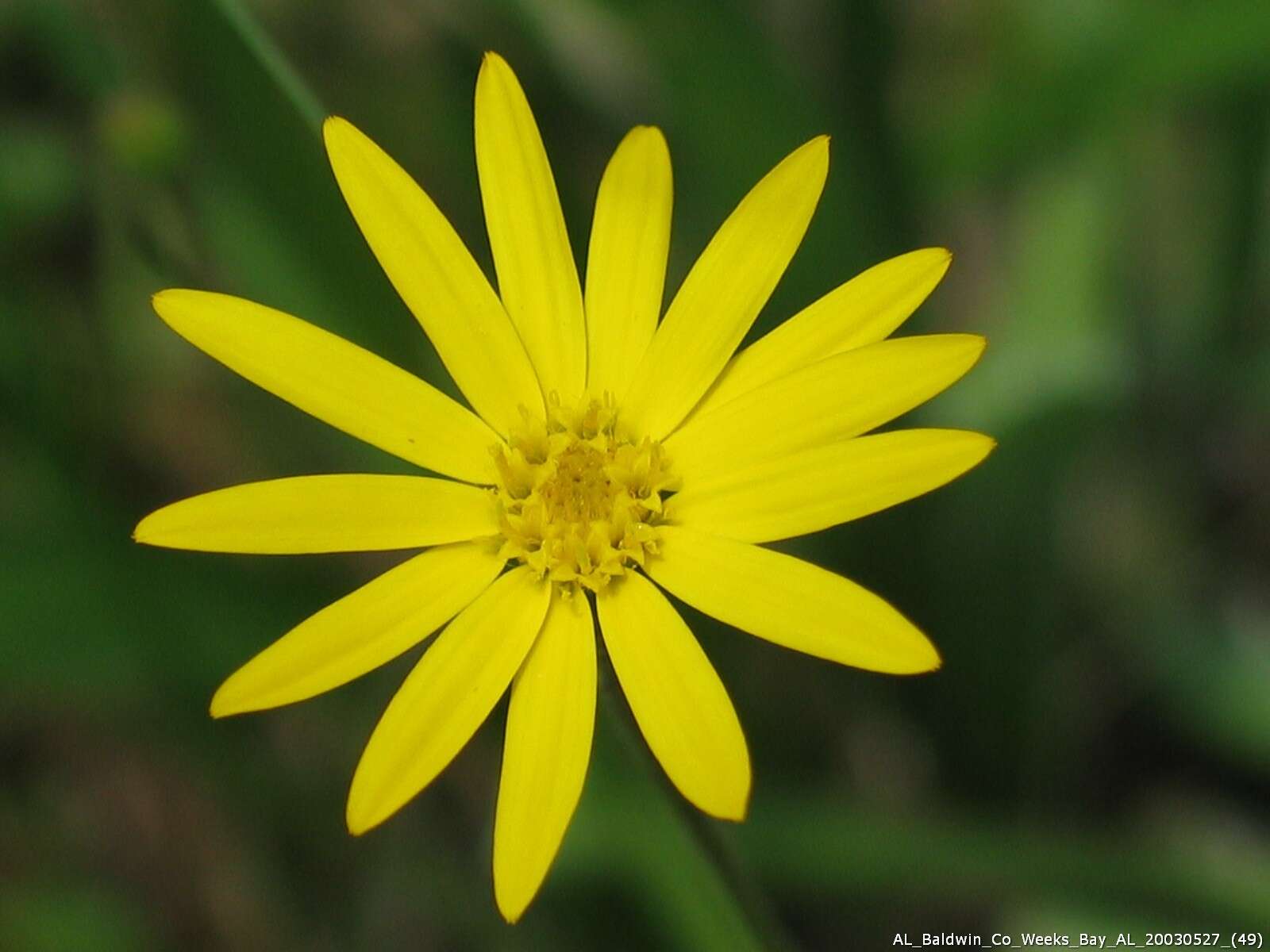 Image of Coastal-Plain Silk-Grass