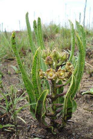 Image of Parapodium costatum E. Mey.