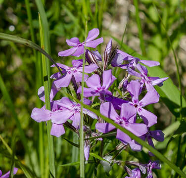 Imagem de Phlox pilosa L.