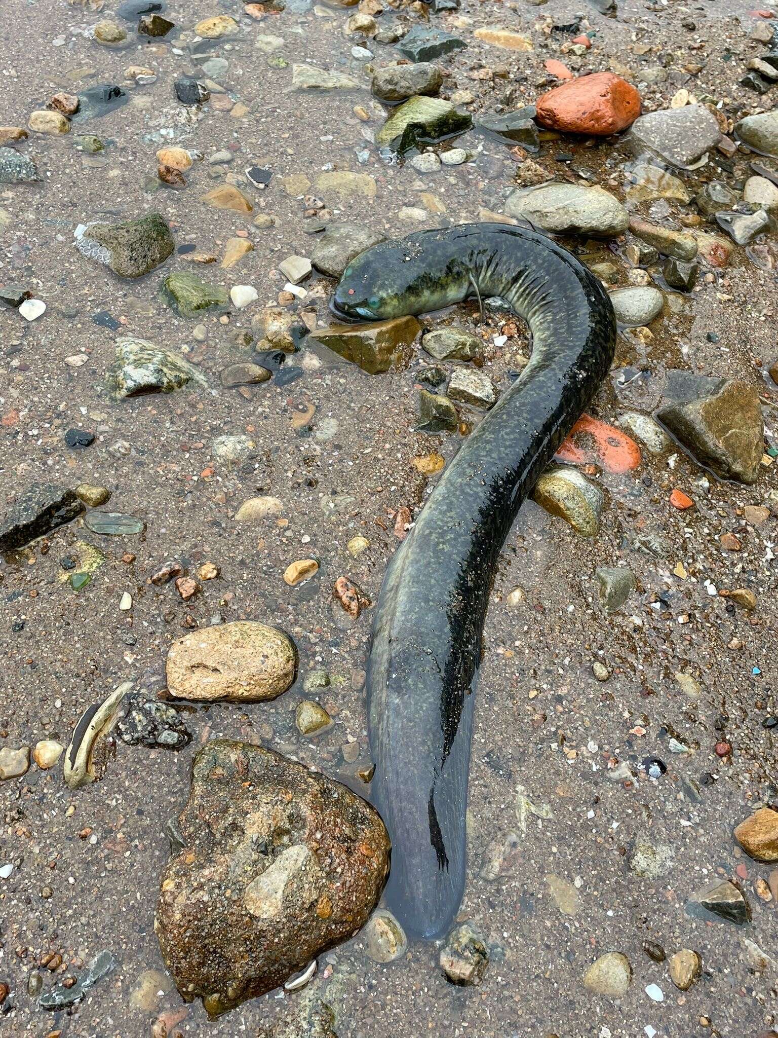 Image of Giant Long-finned Eel