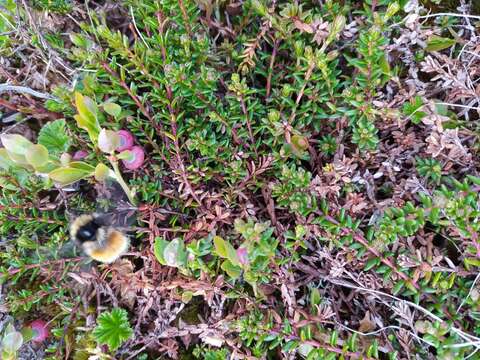 Слика од Bombus lapponicus (Fabricius 1793)