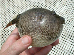 Image of Congo pufferfish