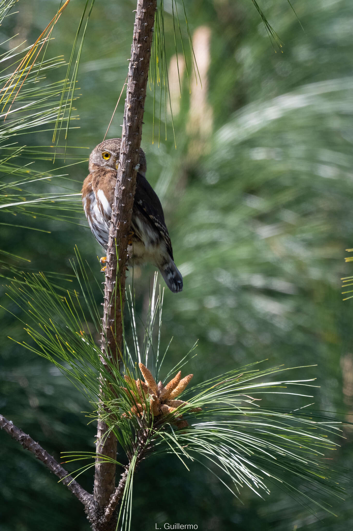 Image of Tamaulipas Pygmy Owl