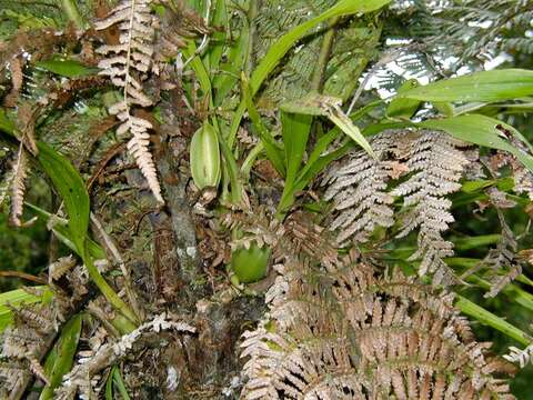 Zygopetalum maxillare G. Lodd.的圖片