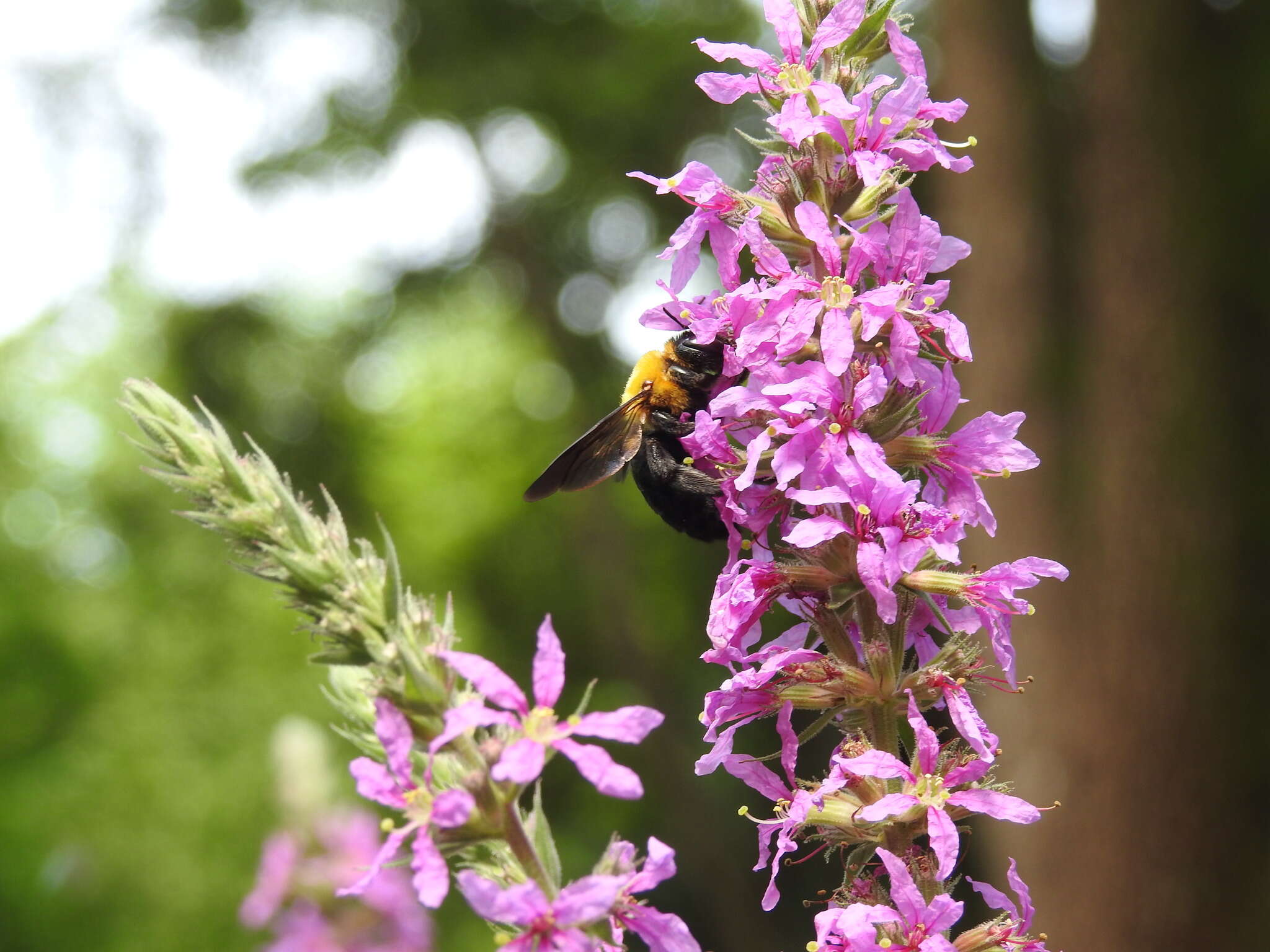 Imagem de Xylocopa appendiculata Smith 1852