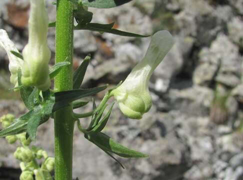 Imagem de Aconitum orientale Mill.