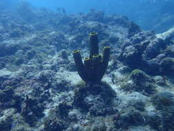 Image of Yellow tube sponge