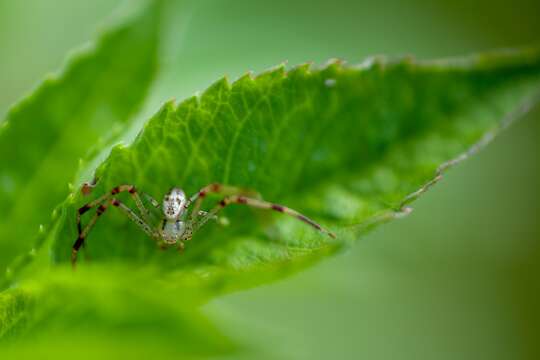 Image of Swift Crab Spider