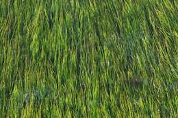 Image of pondweed