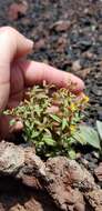 Image of Miniature Monkey-Flower