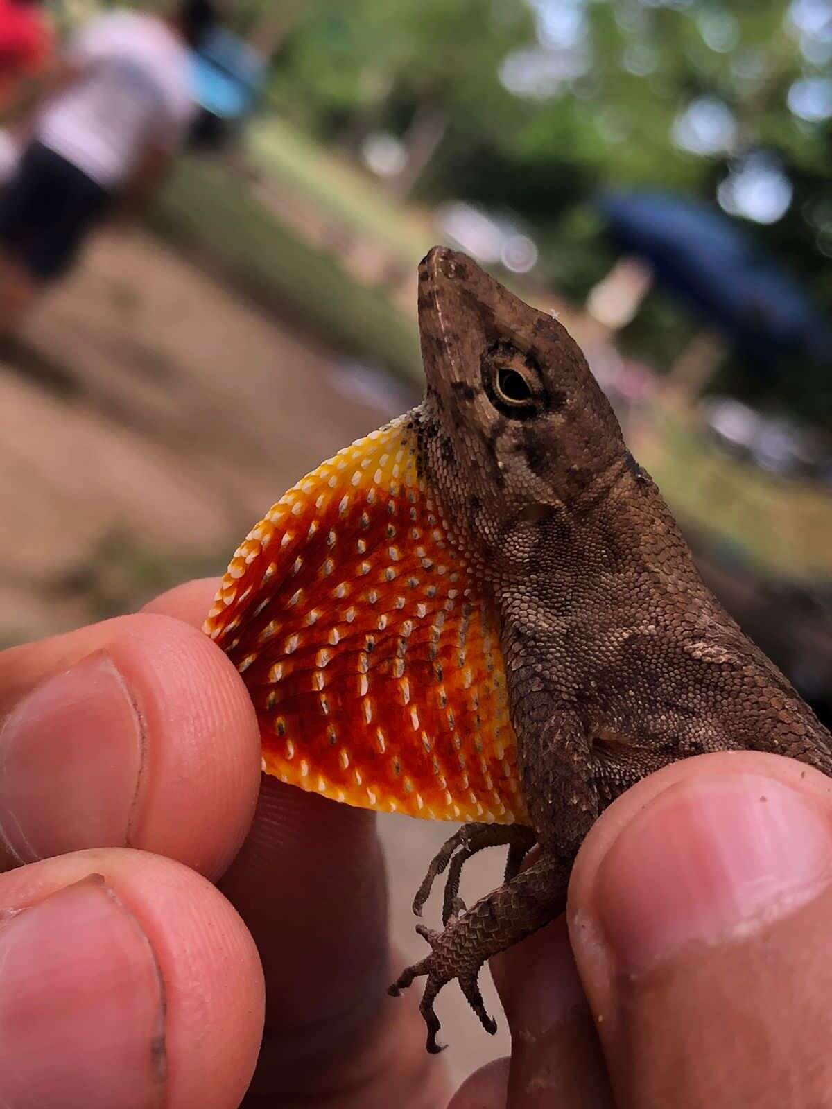 Sivun Anolis wilsoni (Köhler, Townsend & Petersen 2016) kuva